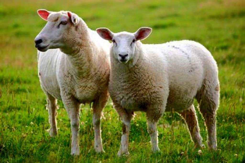 خرید گوسفند از دامکالا و نکاتی که باید در خرید گوسفند بدانیم