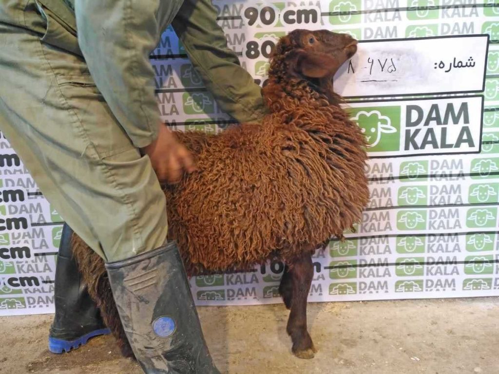 مي توانيد گوسفند مورد نظر خود را از وب سايت دامكالا سفارش دهيد